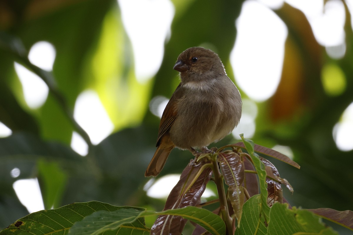 Lesser Antillean Bullfinch - ML552682751