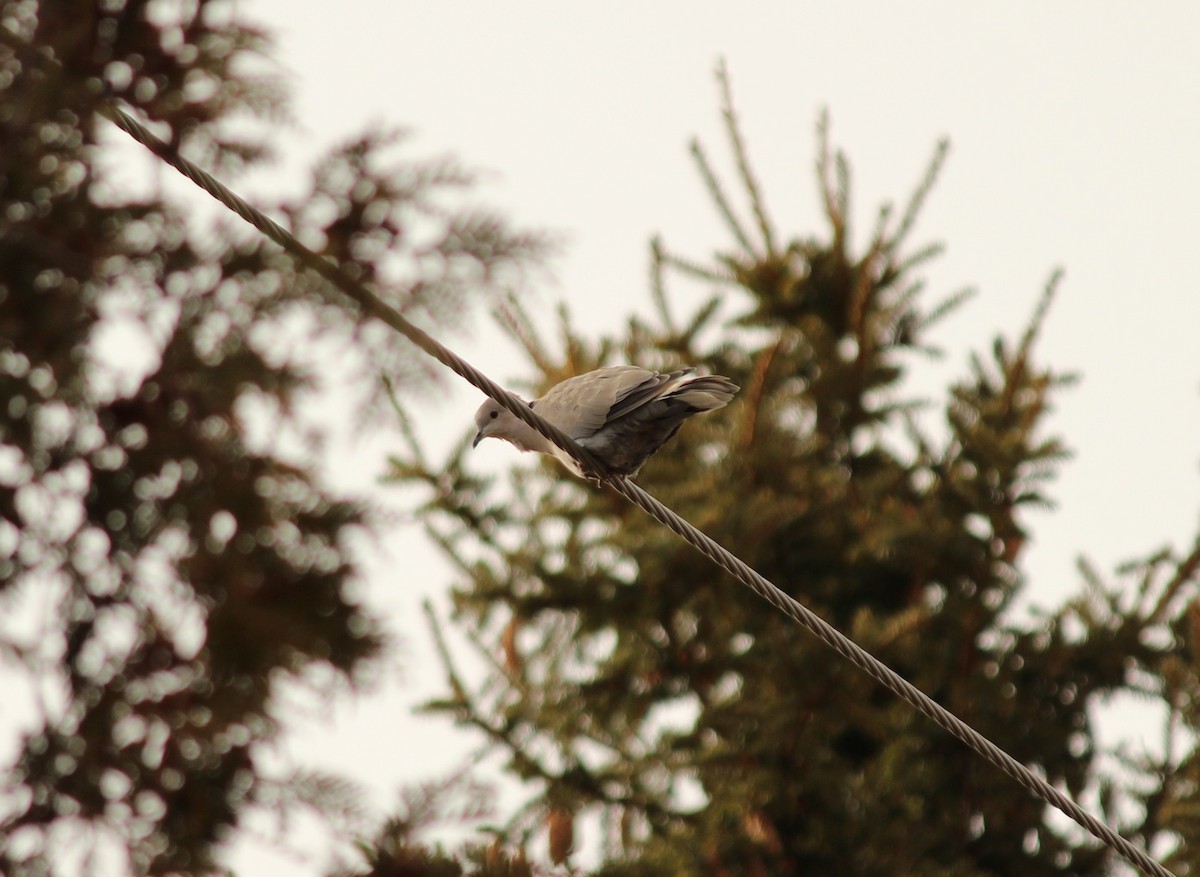 Eurasian Collared-Dove - ML552682801