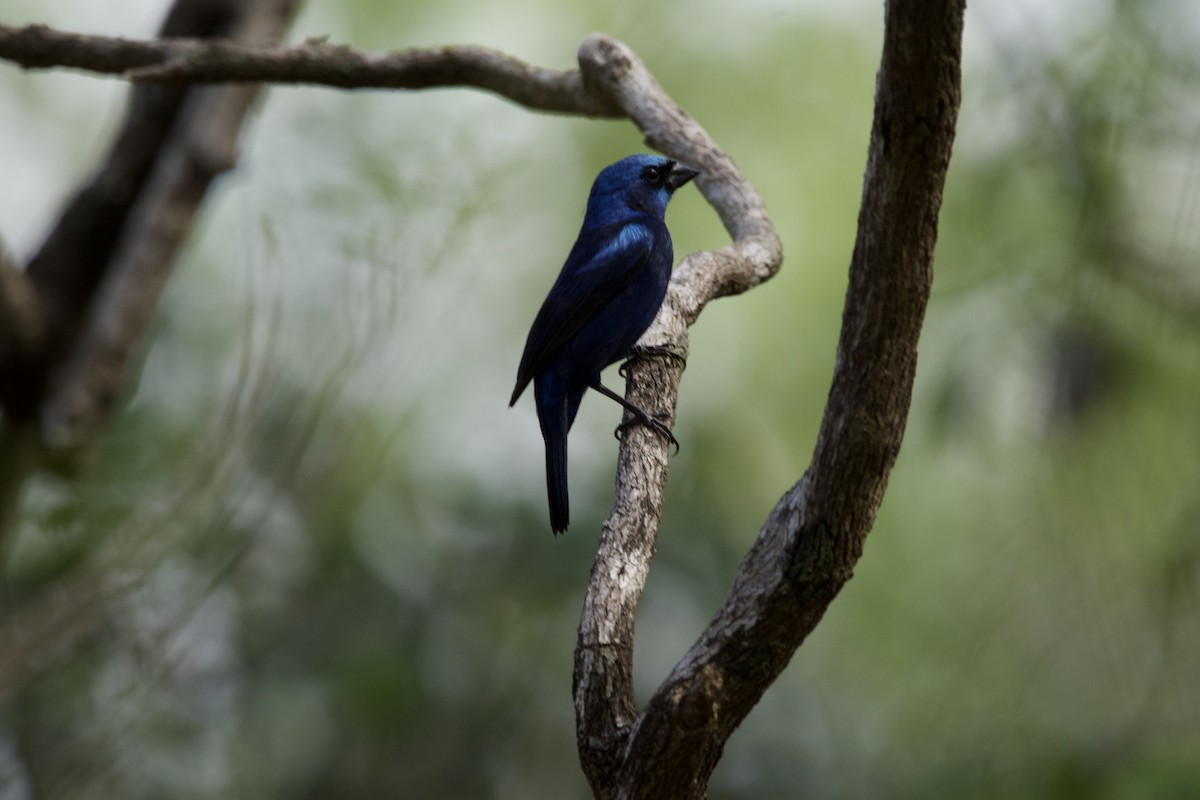 Blue Bunting - Jose Antonio R Pasos Perez