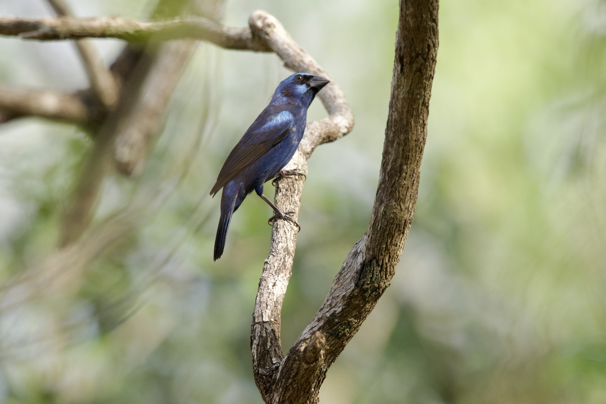 Blue Bunting - ML552683631