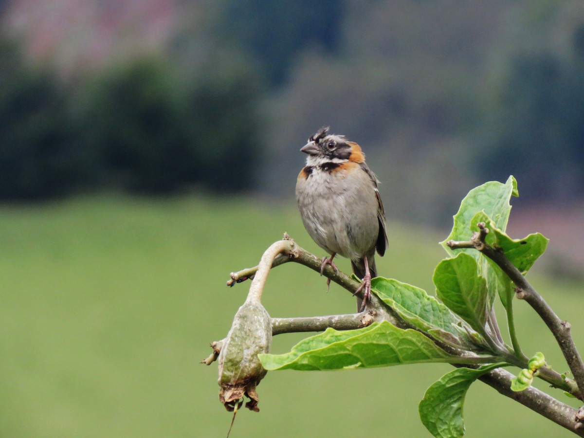 Rufous-collared Sparrow - ML552683961
