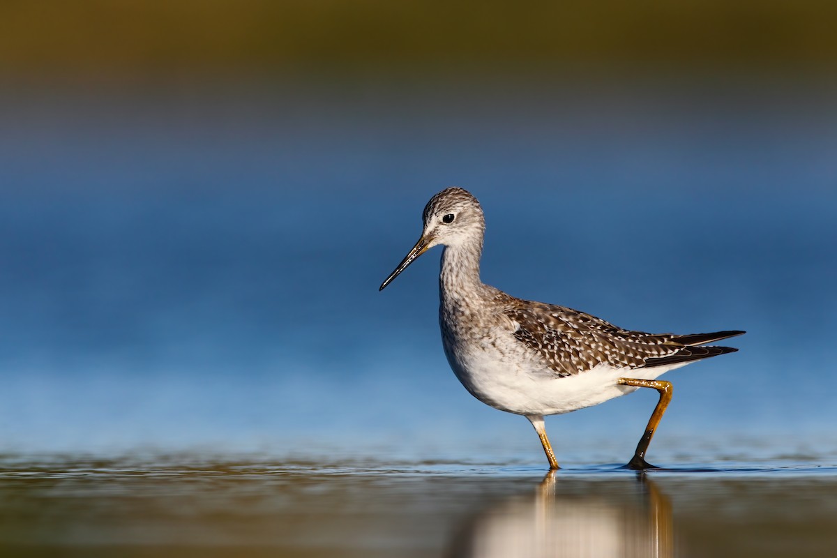 Lesser Yellowlegs - Scott Carpenter