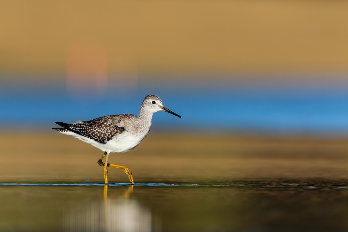 Lesser Yellowlegs - Scott Carpenter