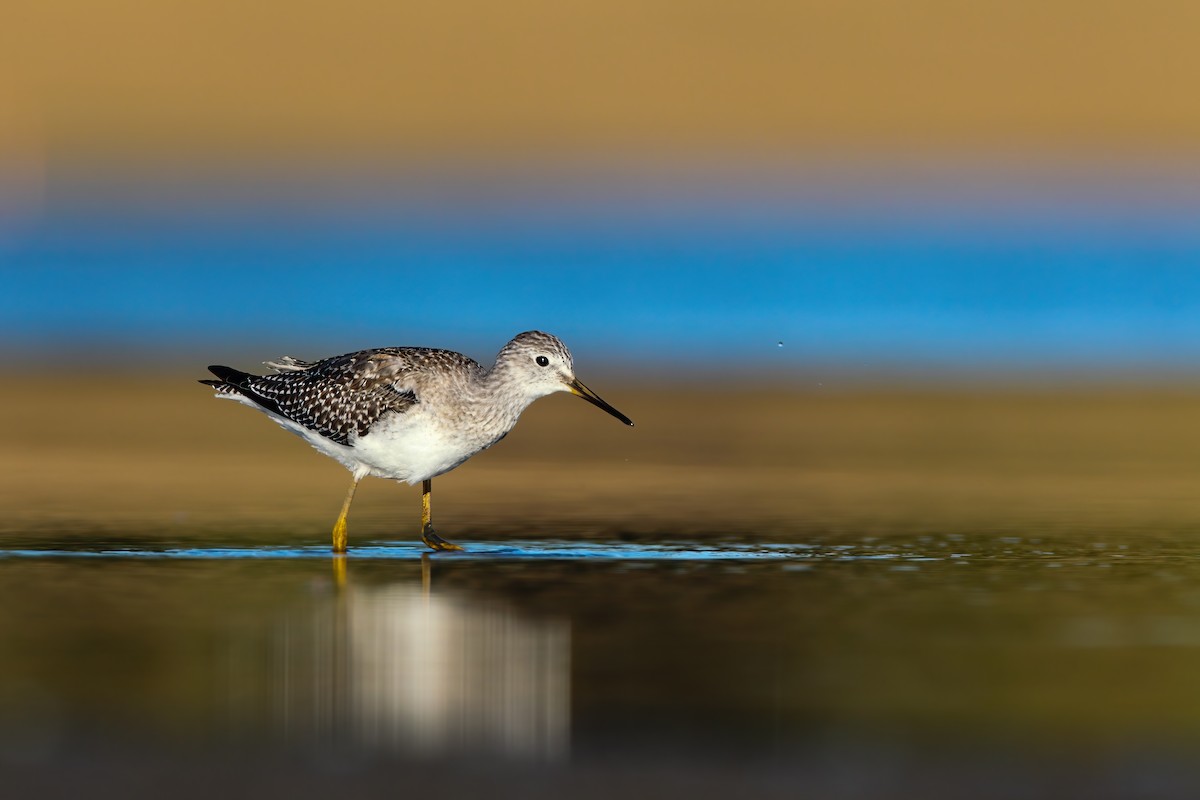 Lesser Yellowlegs - Scott Carpenter