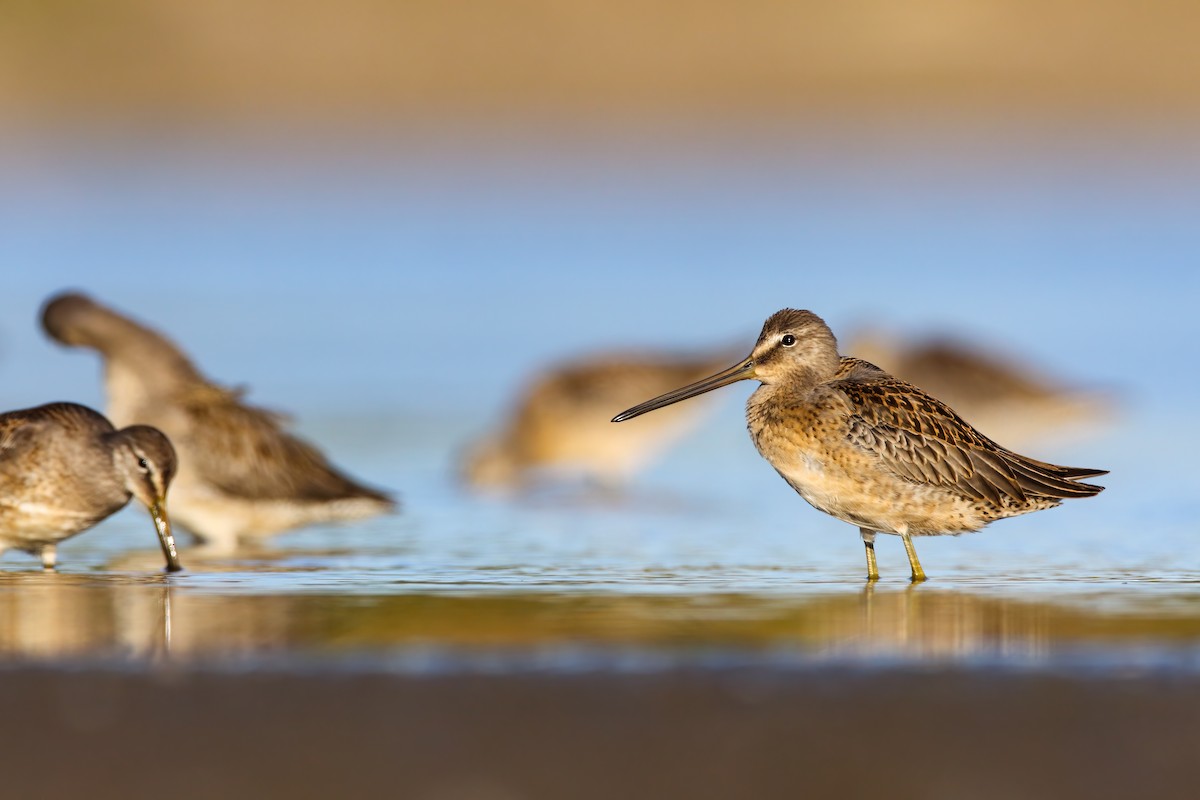 Long-billed Dowitcher - ML552684061