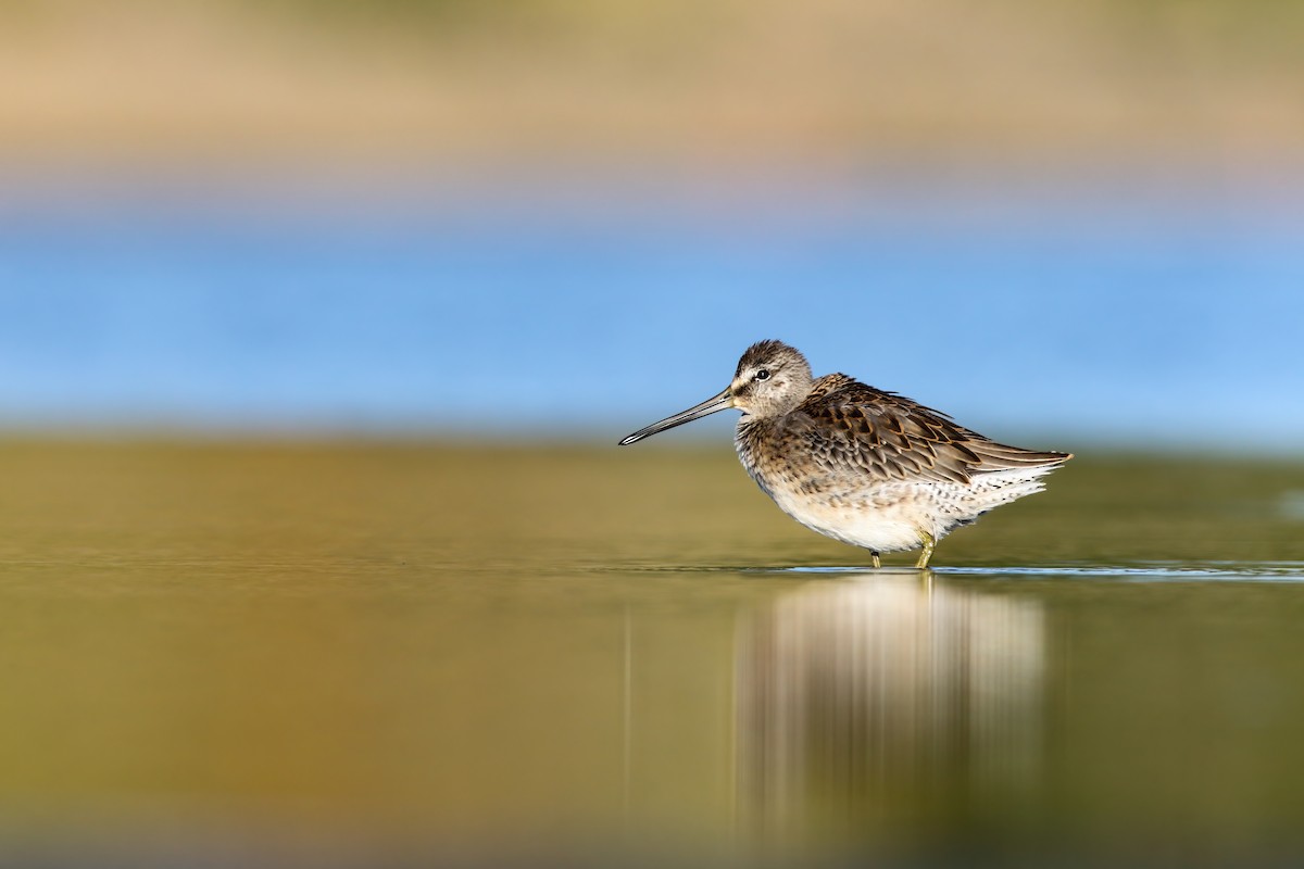 Long-billed Dowitcher - ML552684071