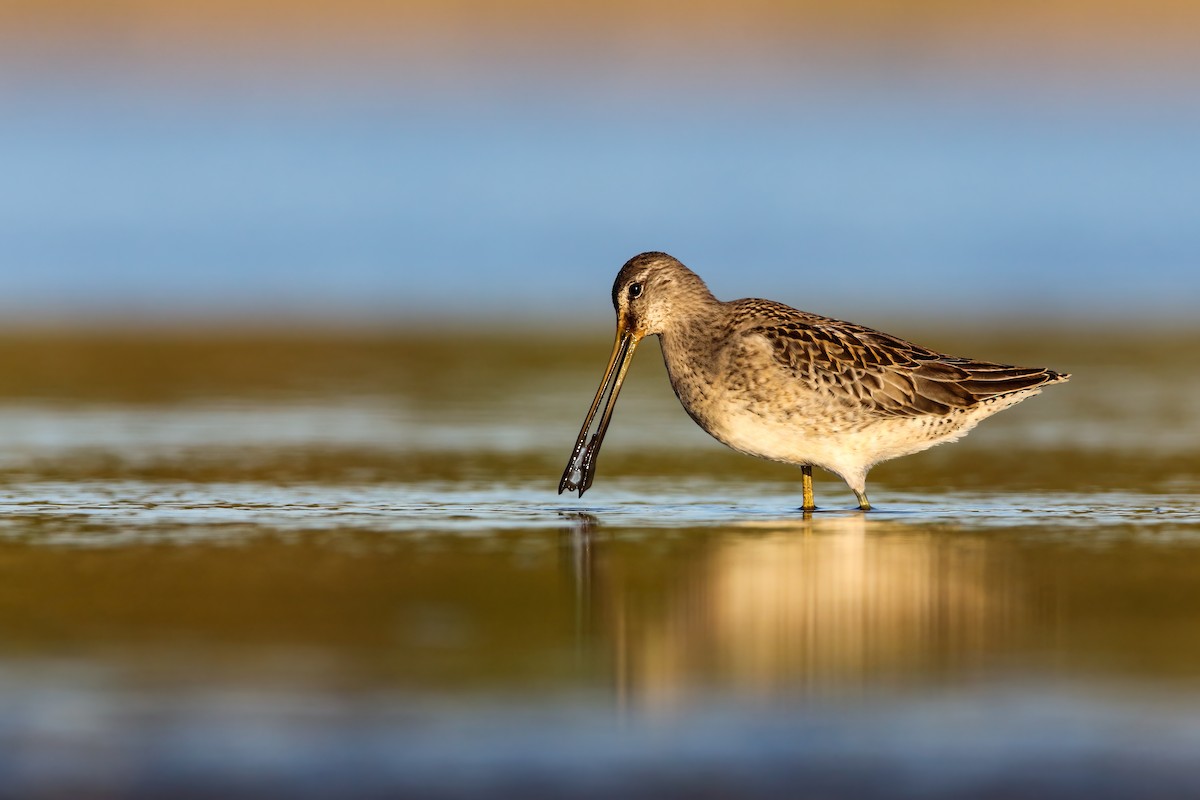 Long-billed Dowitcher - ML552684081