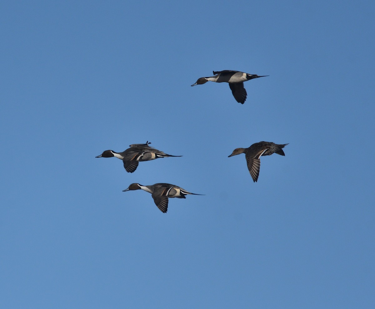 Northern Pintail - ML552684521