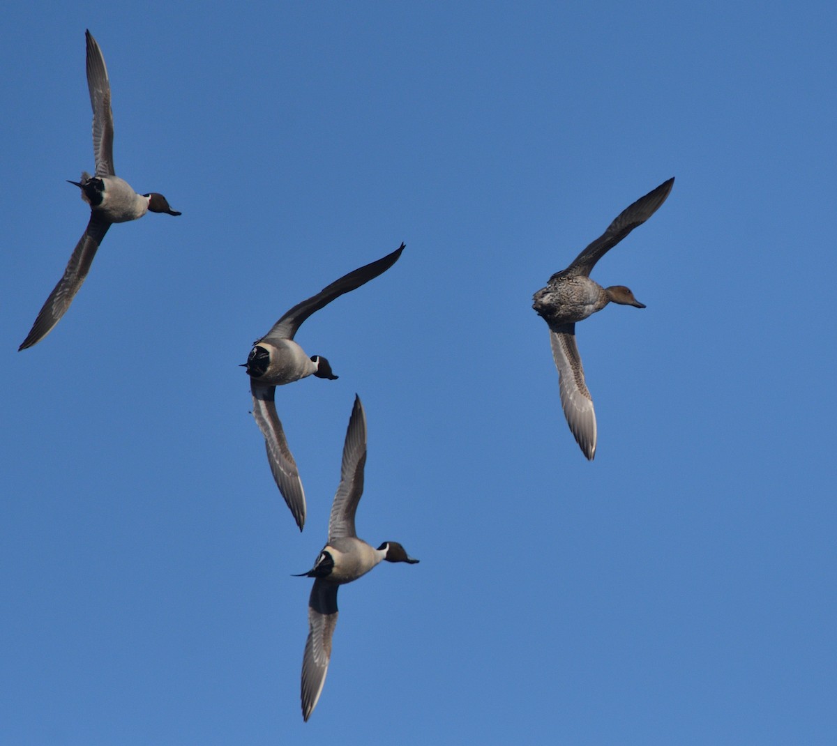 Northern Pintail - ML552684531