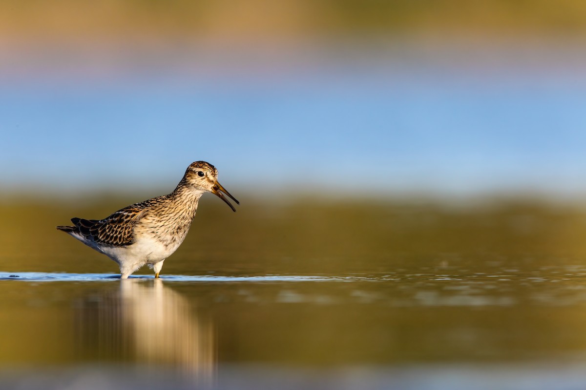 Pectoral Sandpiper - ML552685051