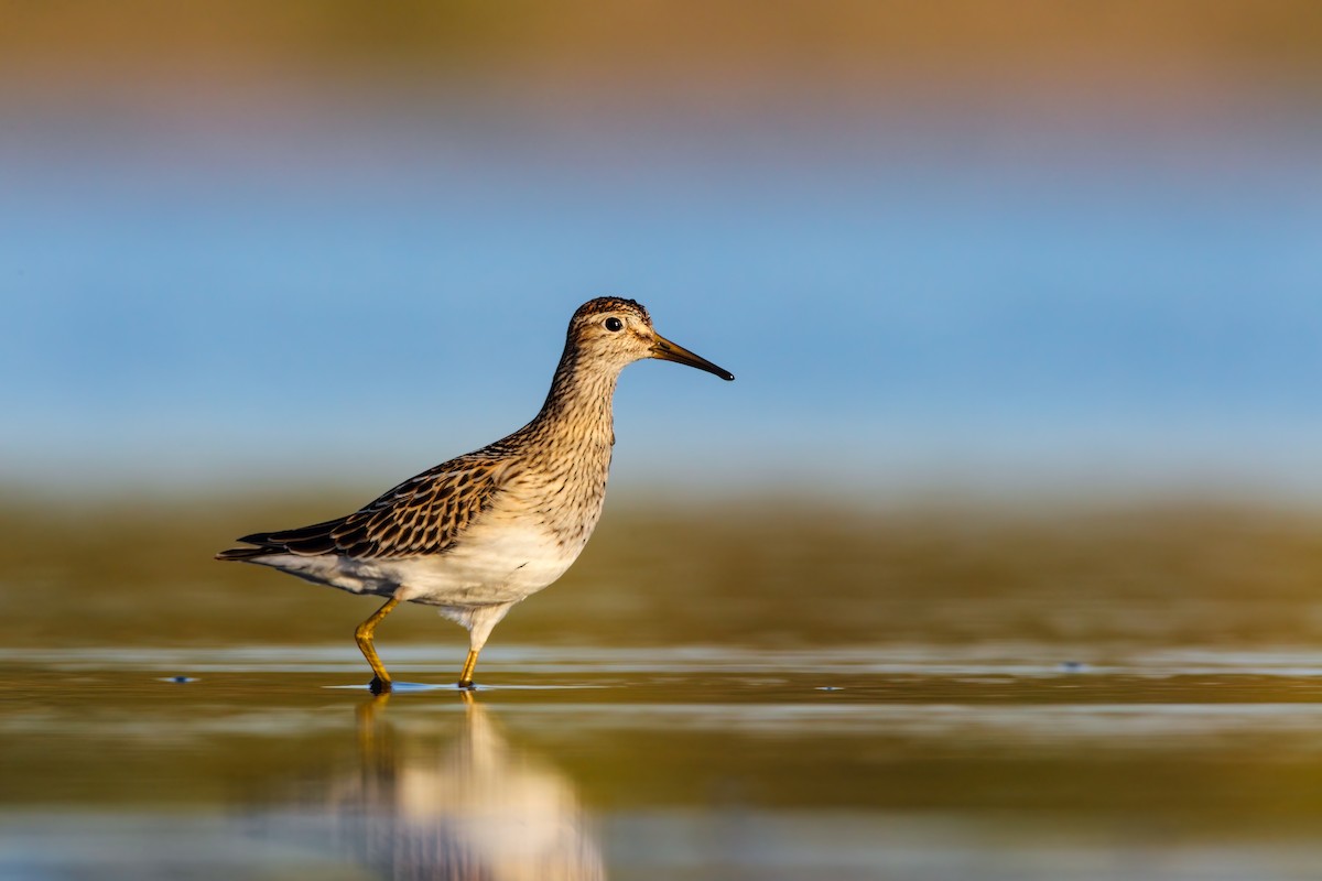 Pectoral Sandpiper - ML552685061