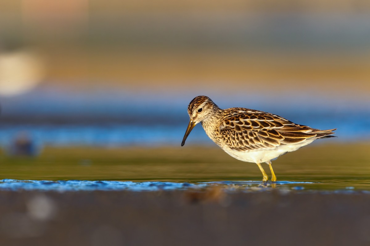 Pectoral Sandpiper - ML552685071