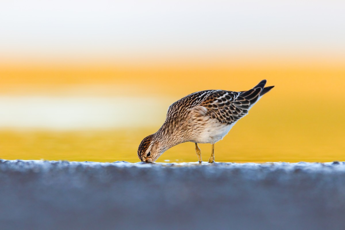 Pectoral Sandpiper - ML552685081