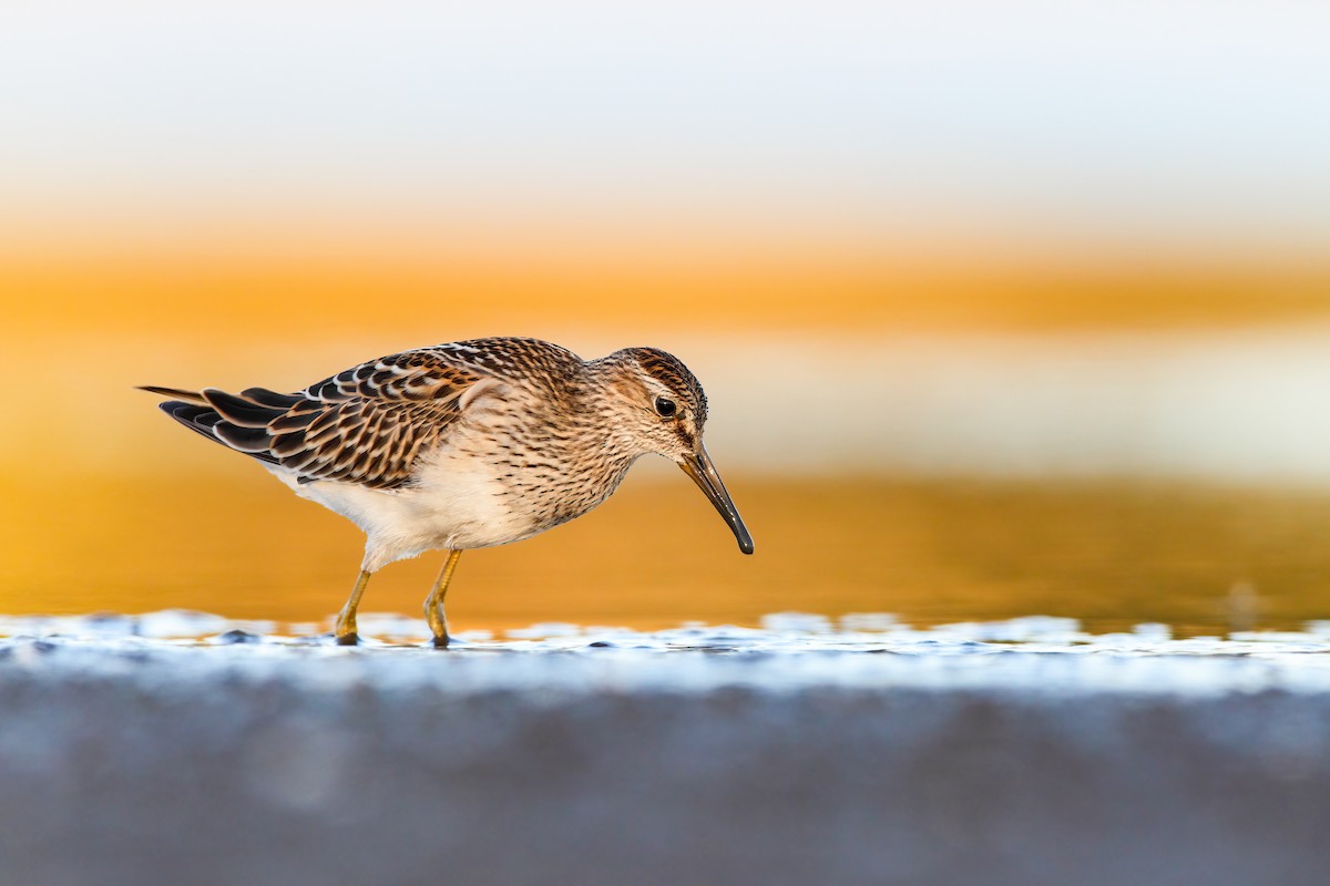 Pectoral Sandpiper - ML552685091