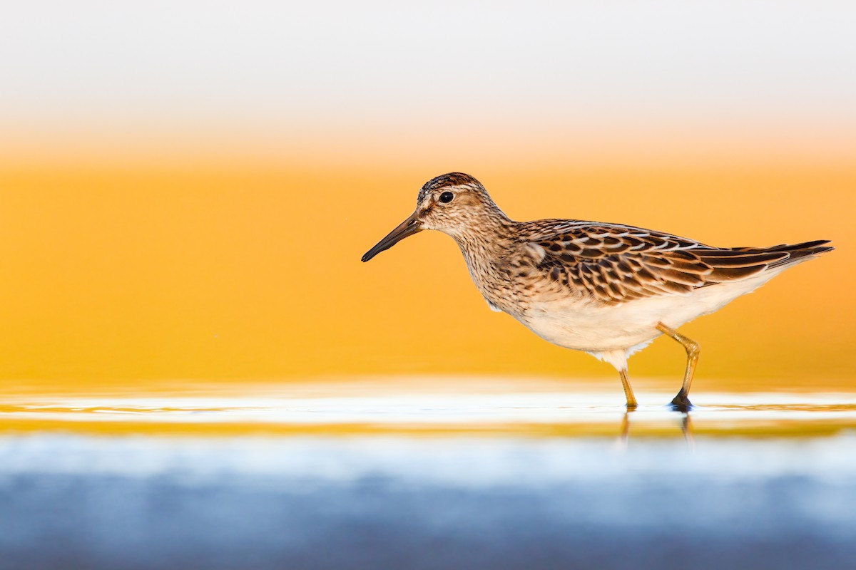 Pectoral Sandpiper - ML552685111