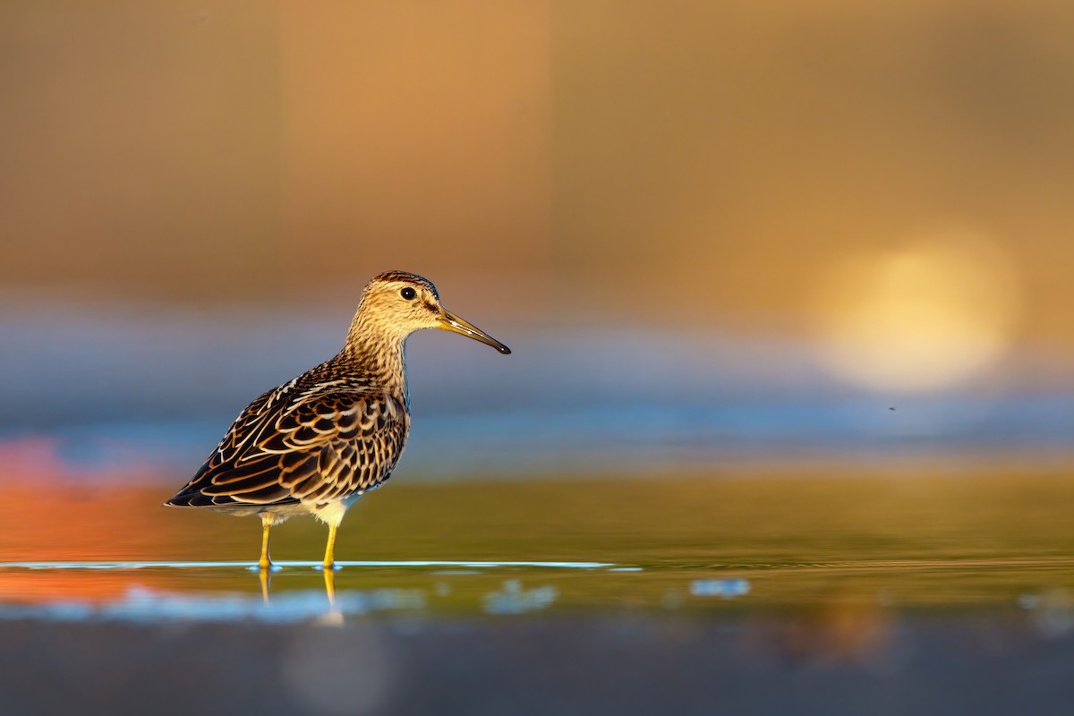 Pectoral Sandpiper - ML552685121