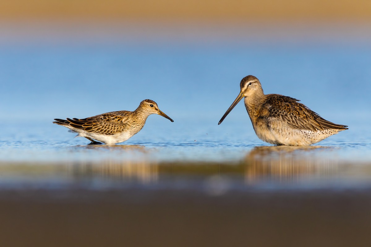 Pectoral Sandpiper - ML552685131