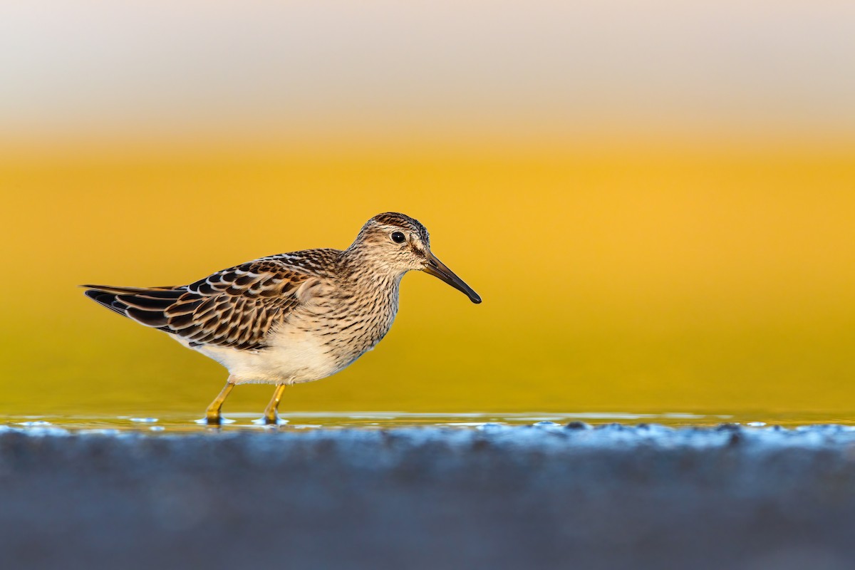 Pectoral Sandpiper - Scott Carpenter