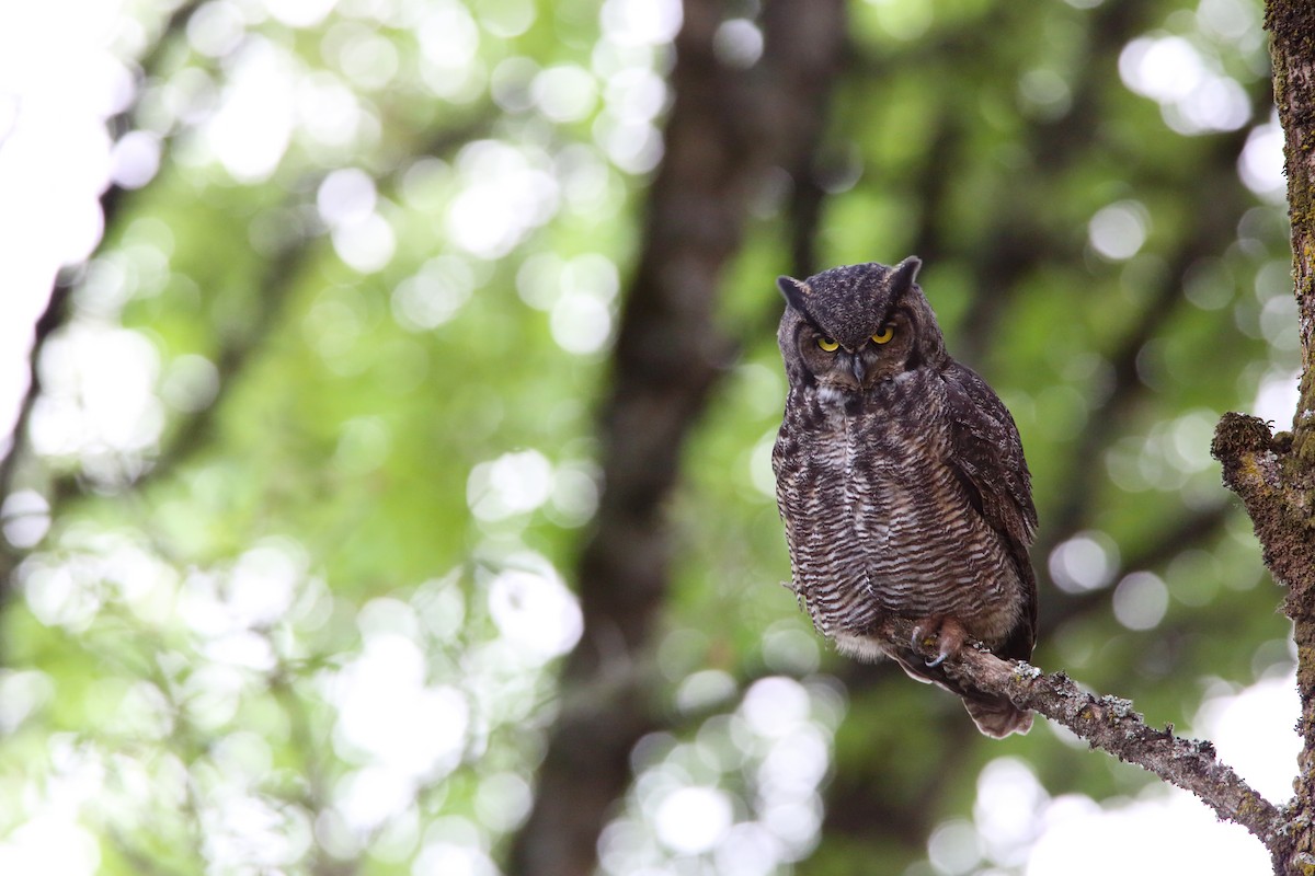 Great Horned Owl - ML552685601