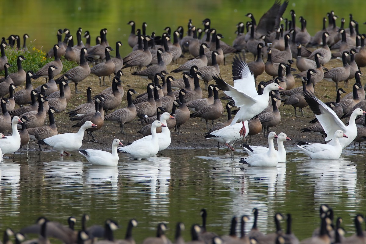 Snow Goose - ML552685961