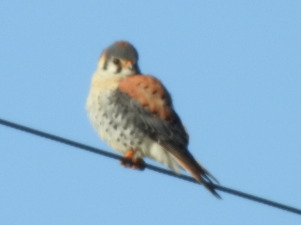Buntfalke - ML552686281