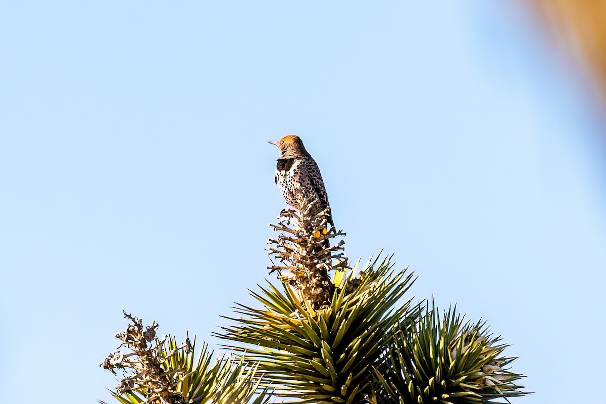 Gilded Flicker - ML552686611