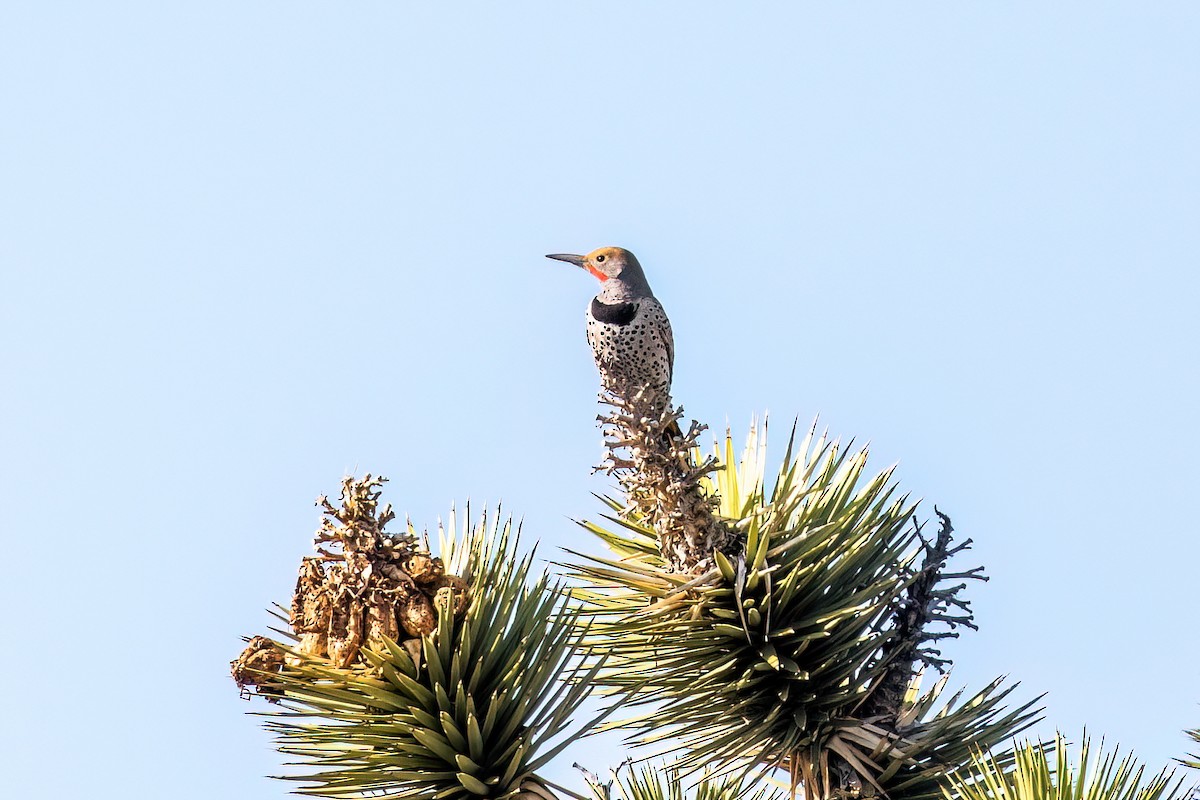 Gilded Flicker - ML552686641