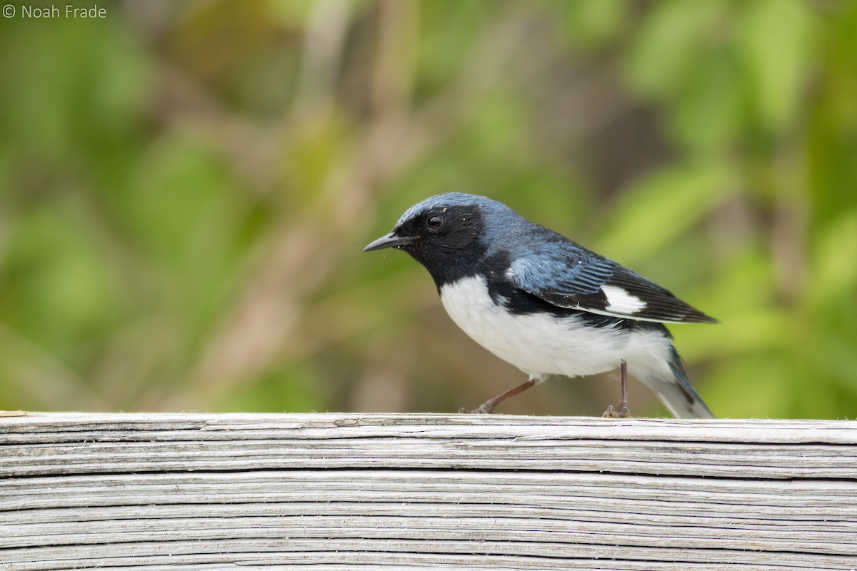 Black-throated Blue Warbler - Noah Frade