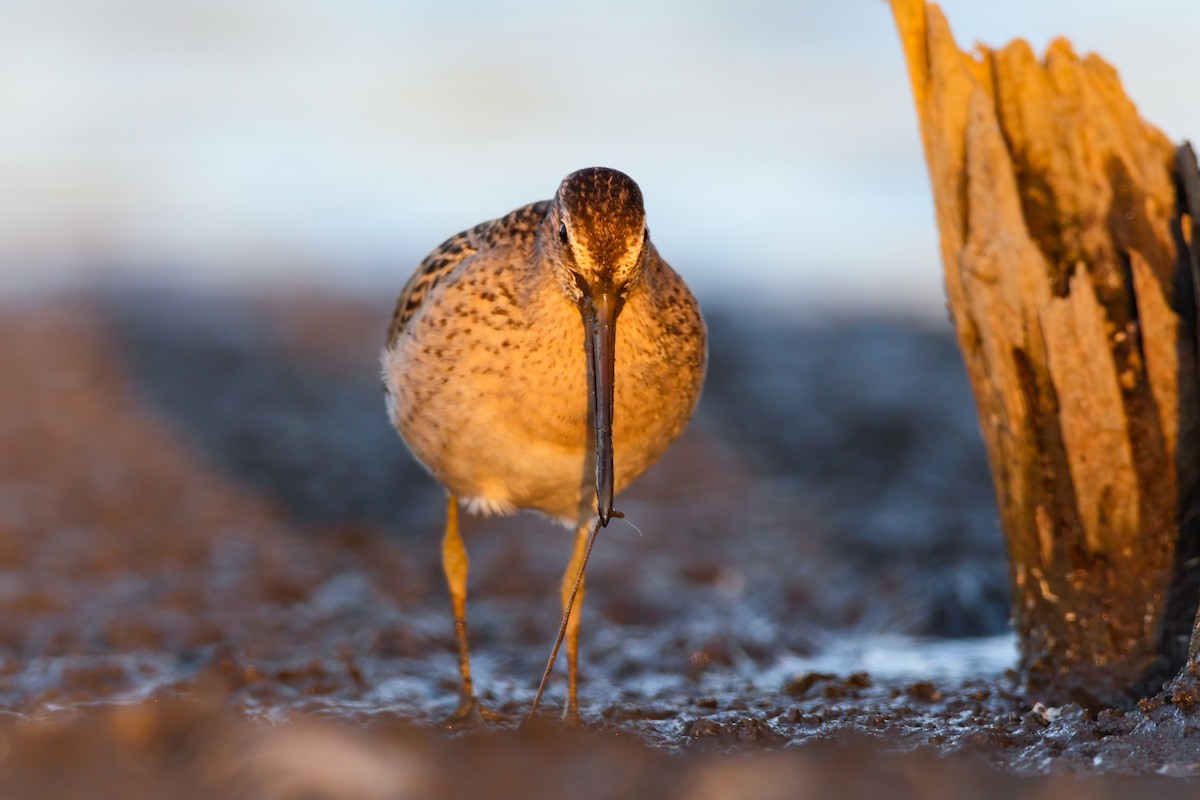 Short-billed Dowitcher - Scott Carpenter