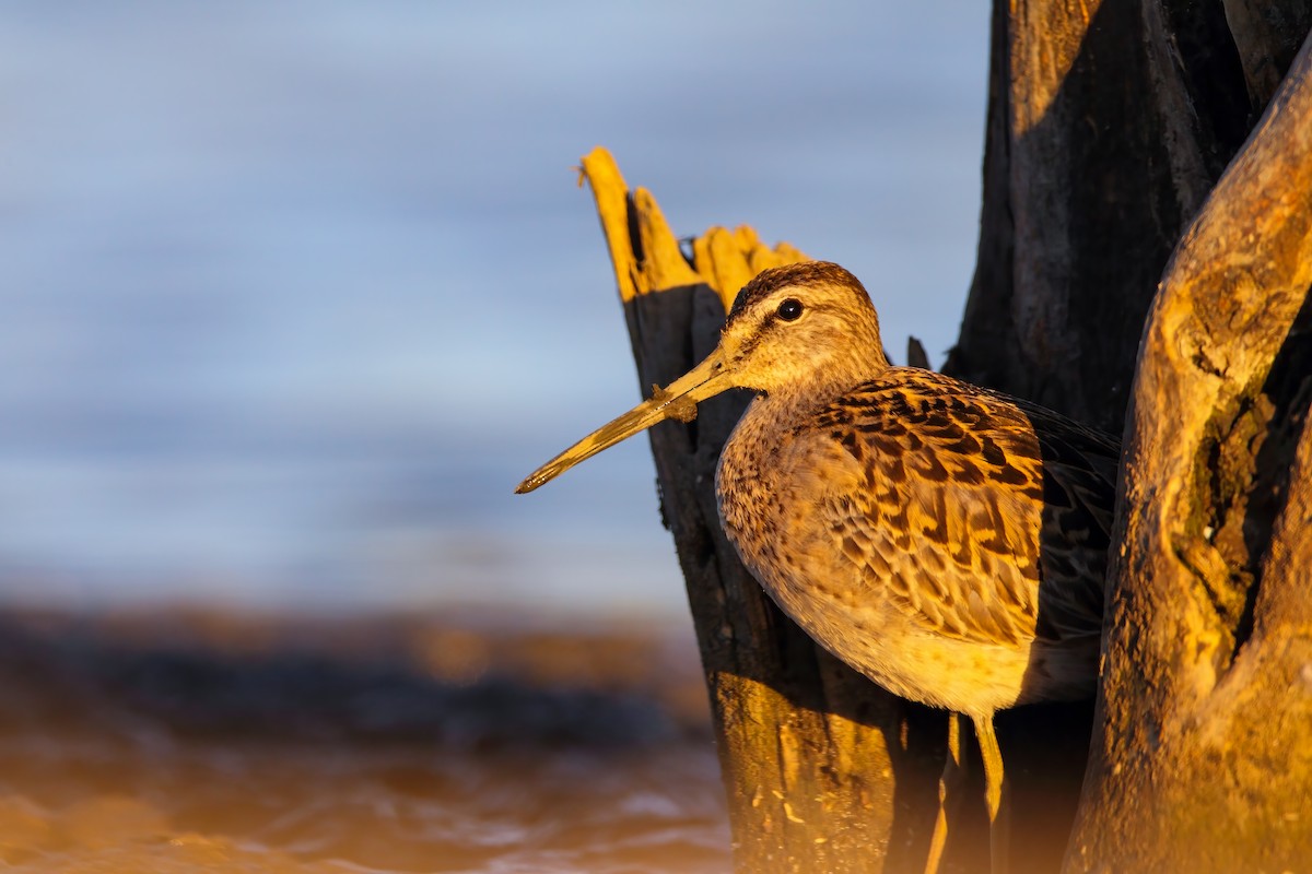 Short-billed Dowitcher - ML552688971