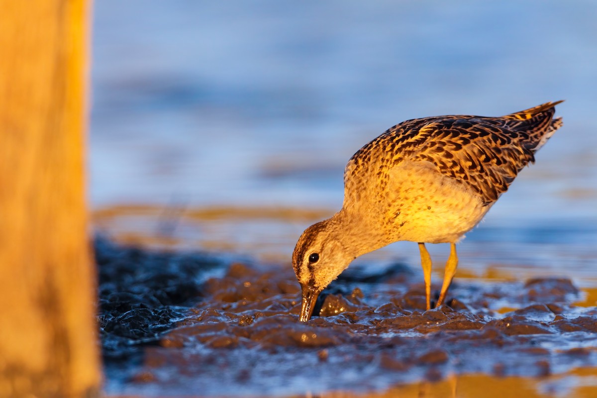 Short-billed Dowitcher - ML552688981