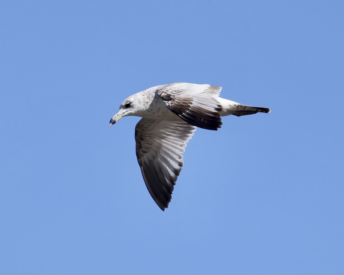 Ring-billed Gull - ML552689831