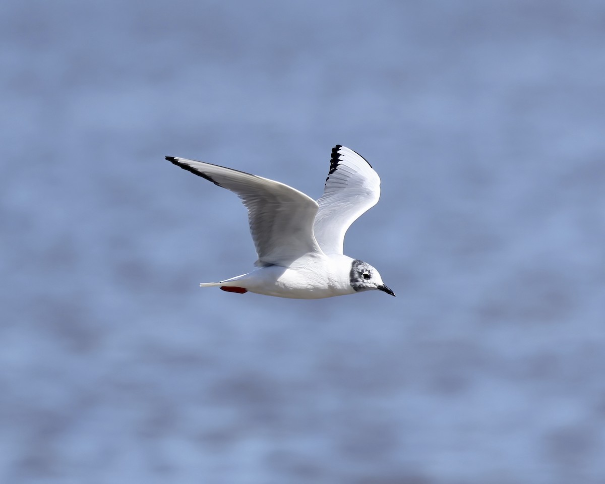 Bonaparte's Gull - ML552689891