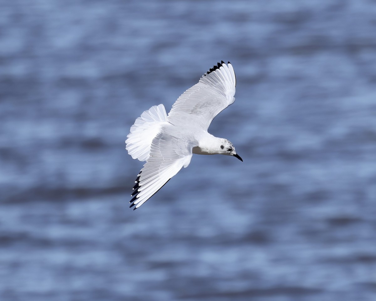 Mouette de Bonaparte - ML552689901