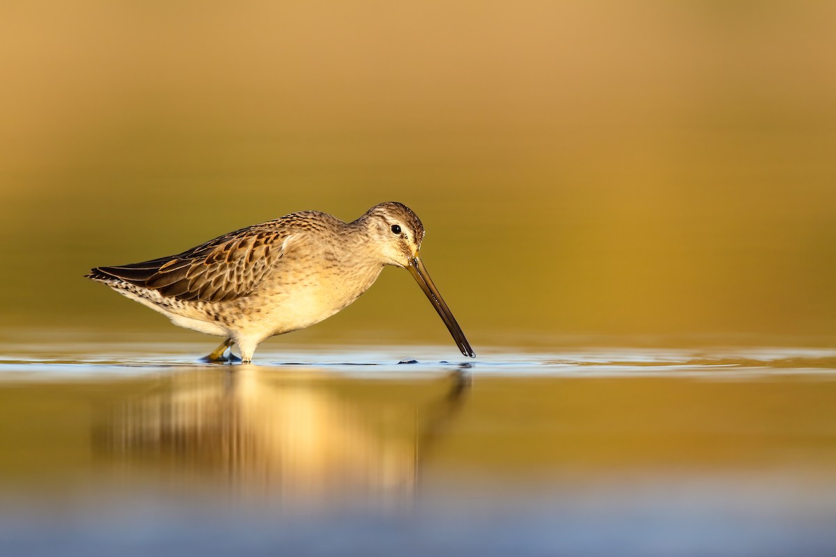 Long-billed Dowitcher - ML552690221