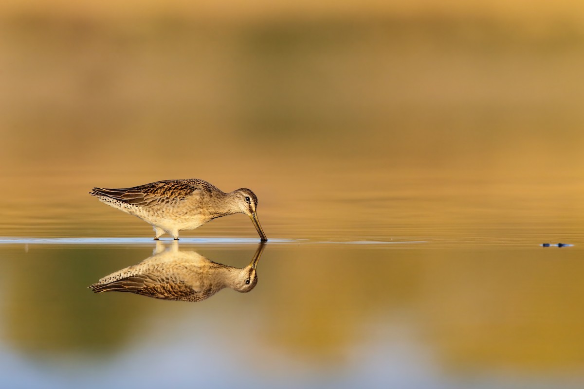 Long-billed Dowitcher - ML552690231
