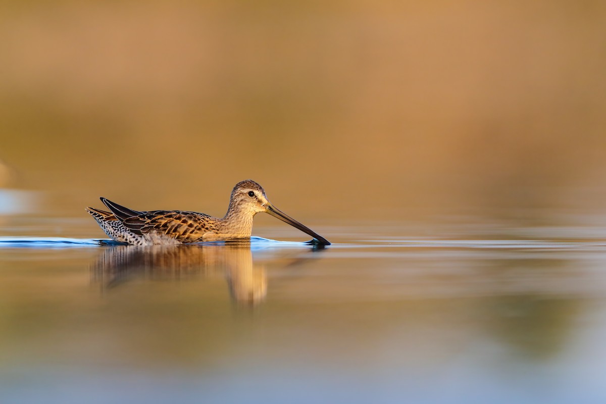 Long-billed Dowitcher - ML552690241