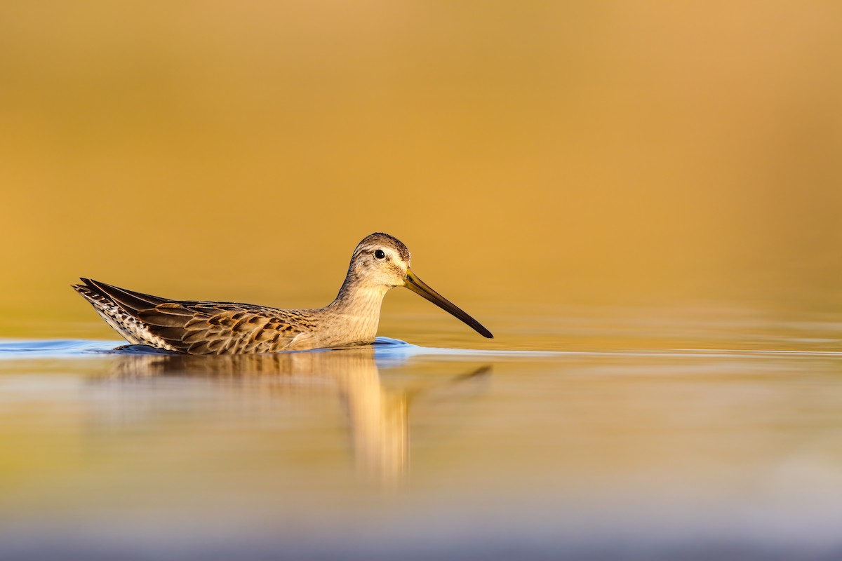Long-billed Dowitcher - ML552690251