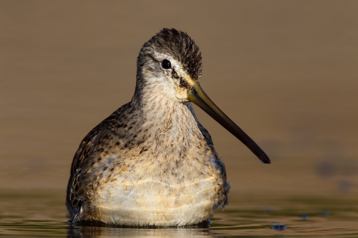 Long-billed Dowitcher - ML552690261