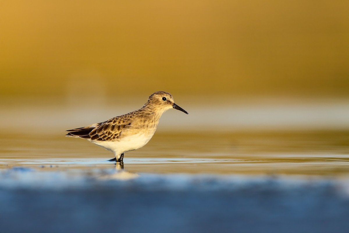 Least Sandpiper - Scott Carpenter