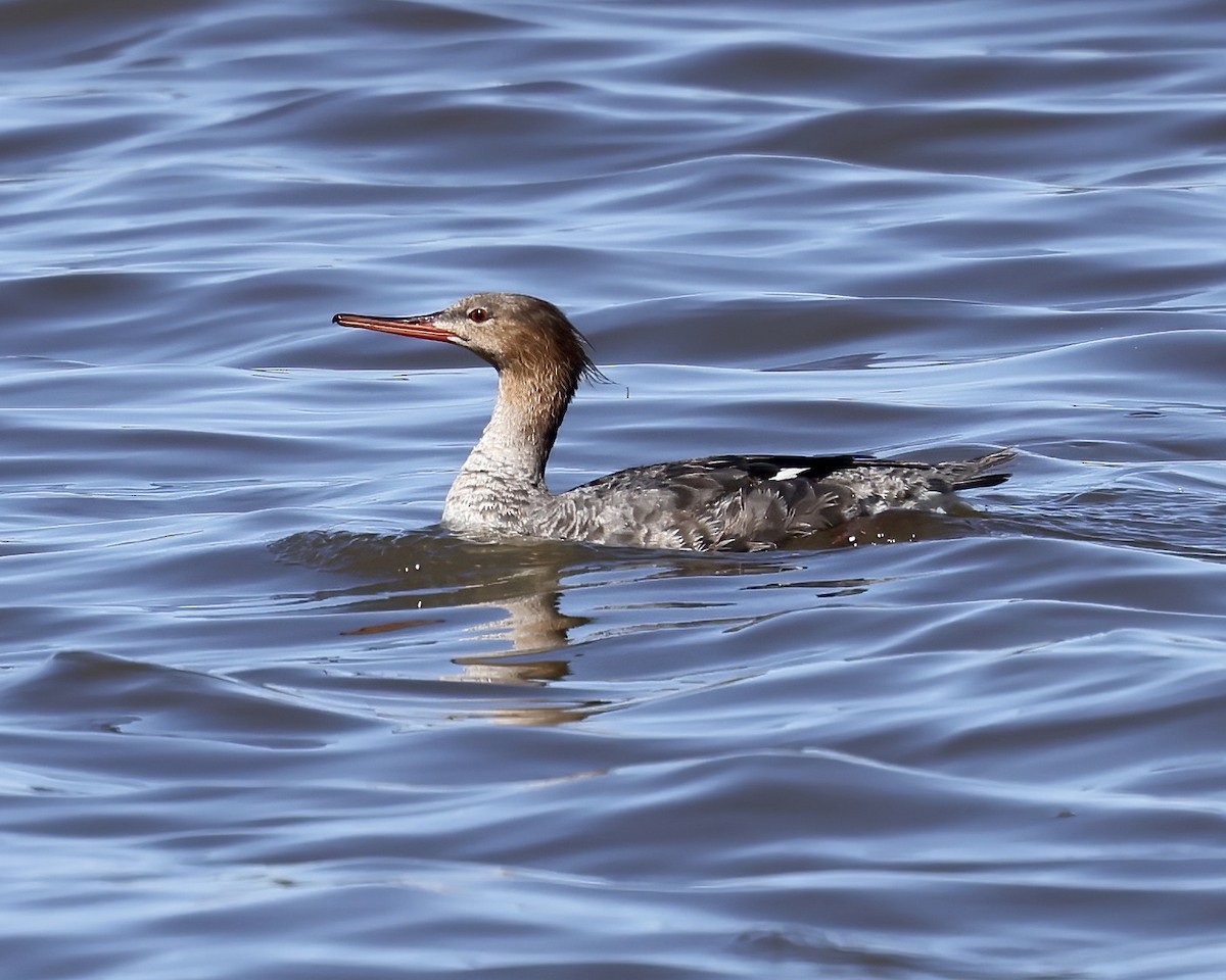 Red-breasted Merganser - ML552690601