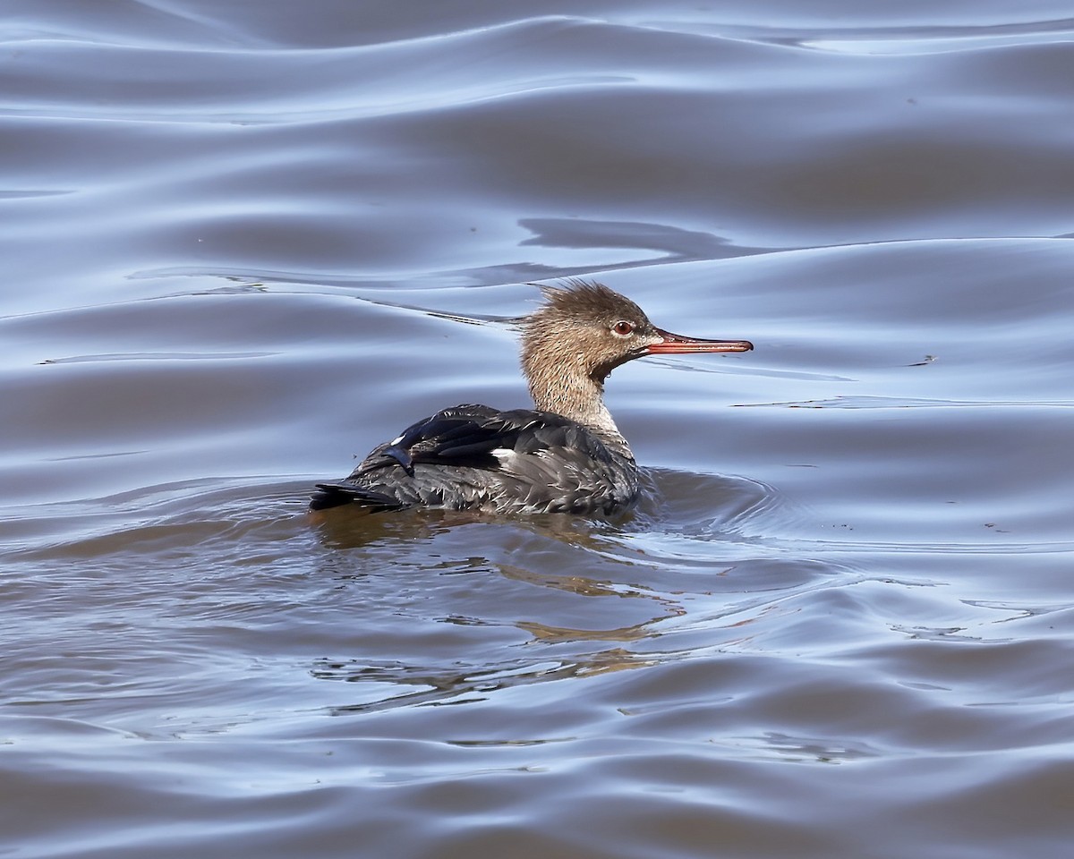 Red-breasted Merganser - ML552690611