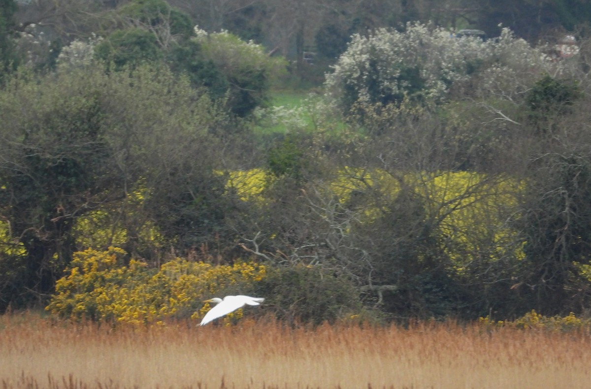 Great Egret - ML552690631