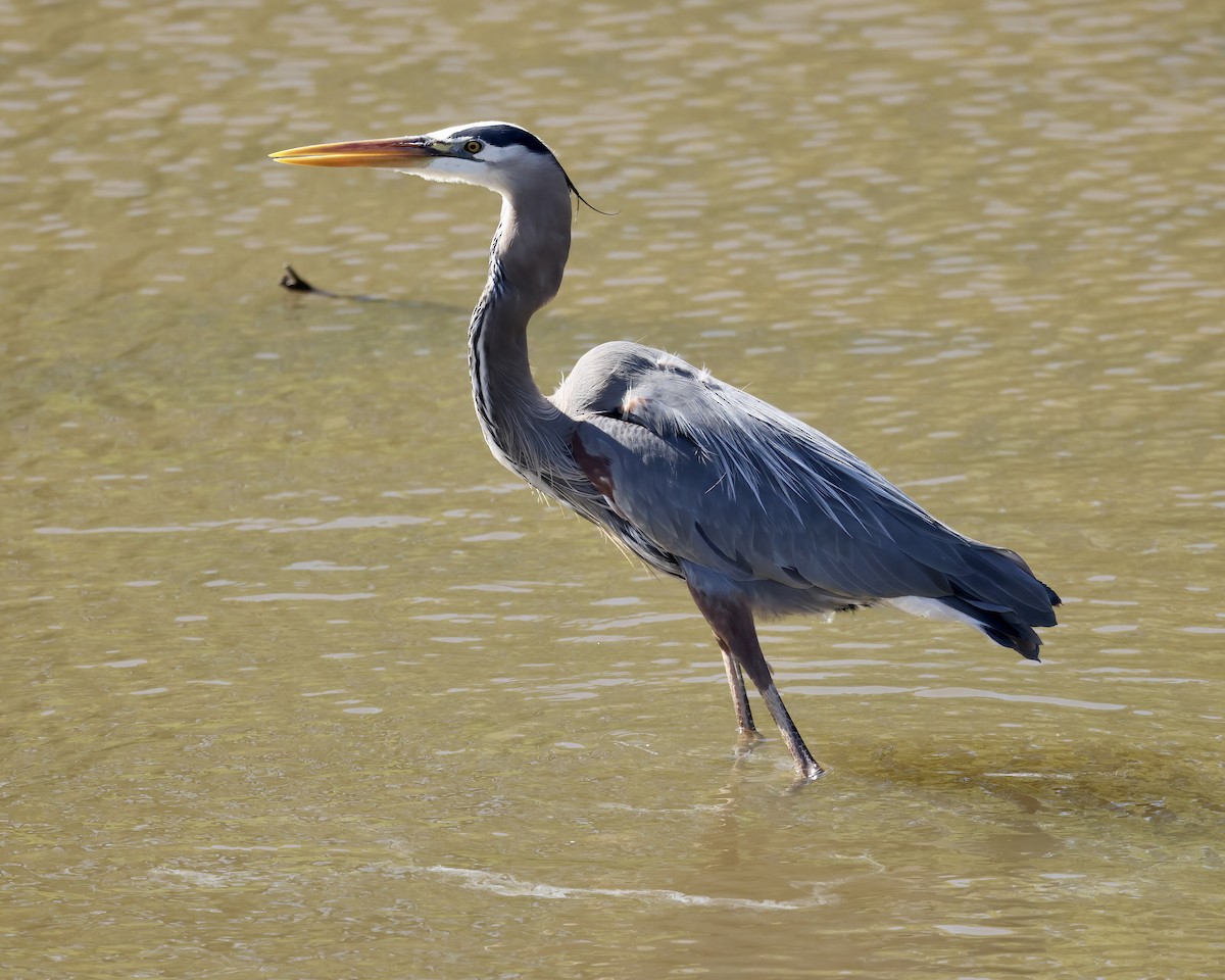 Great Blue Heron - ML552690831