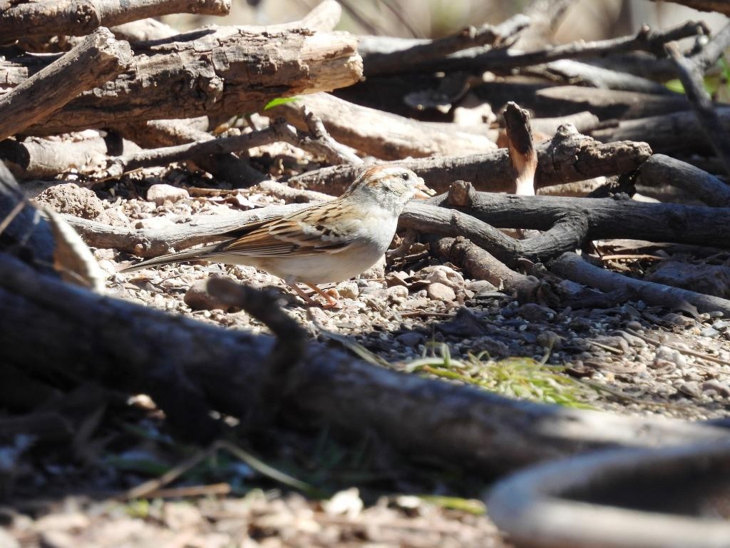 Chipping Sparrow - Stephen Long