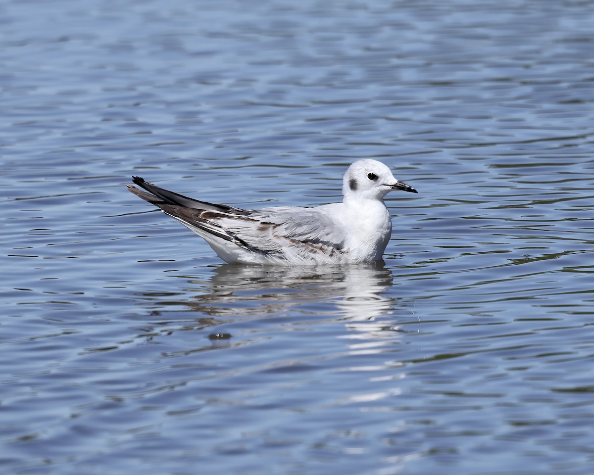 Bonaparte's Gull - ML552691191