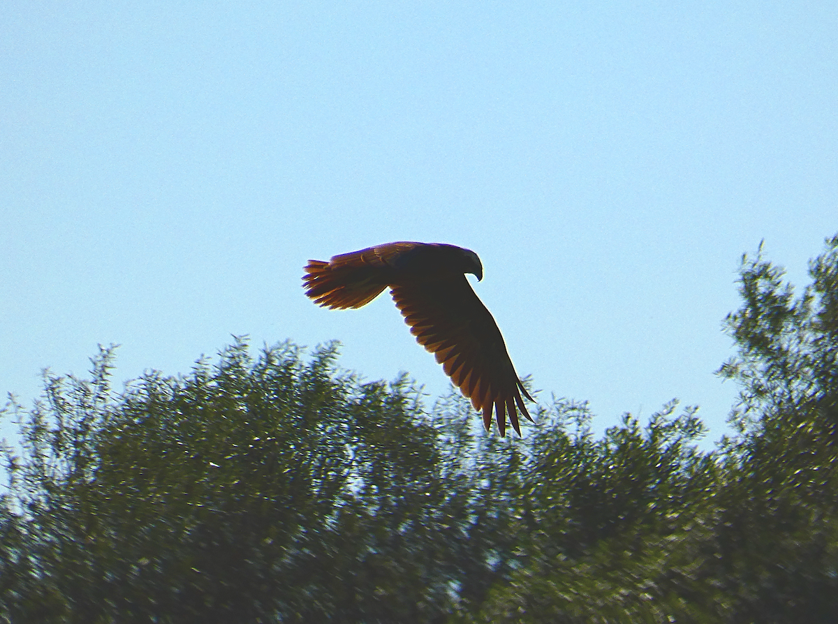 Western Marsh Harrier - ML552692091