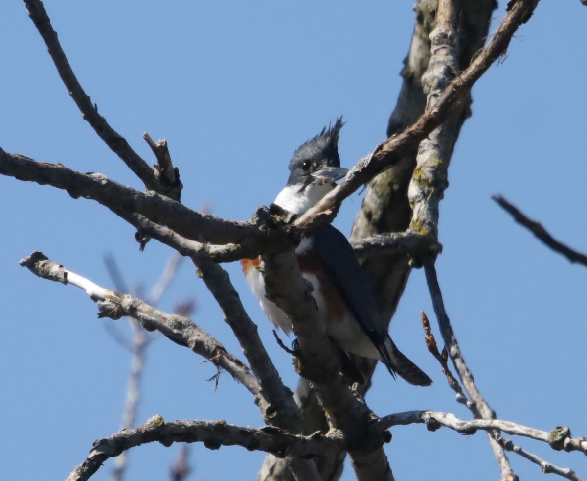 Belted Kingfisher - ML552692291