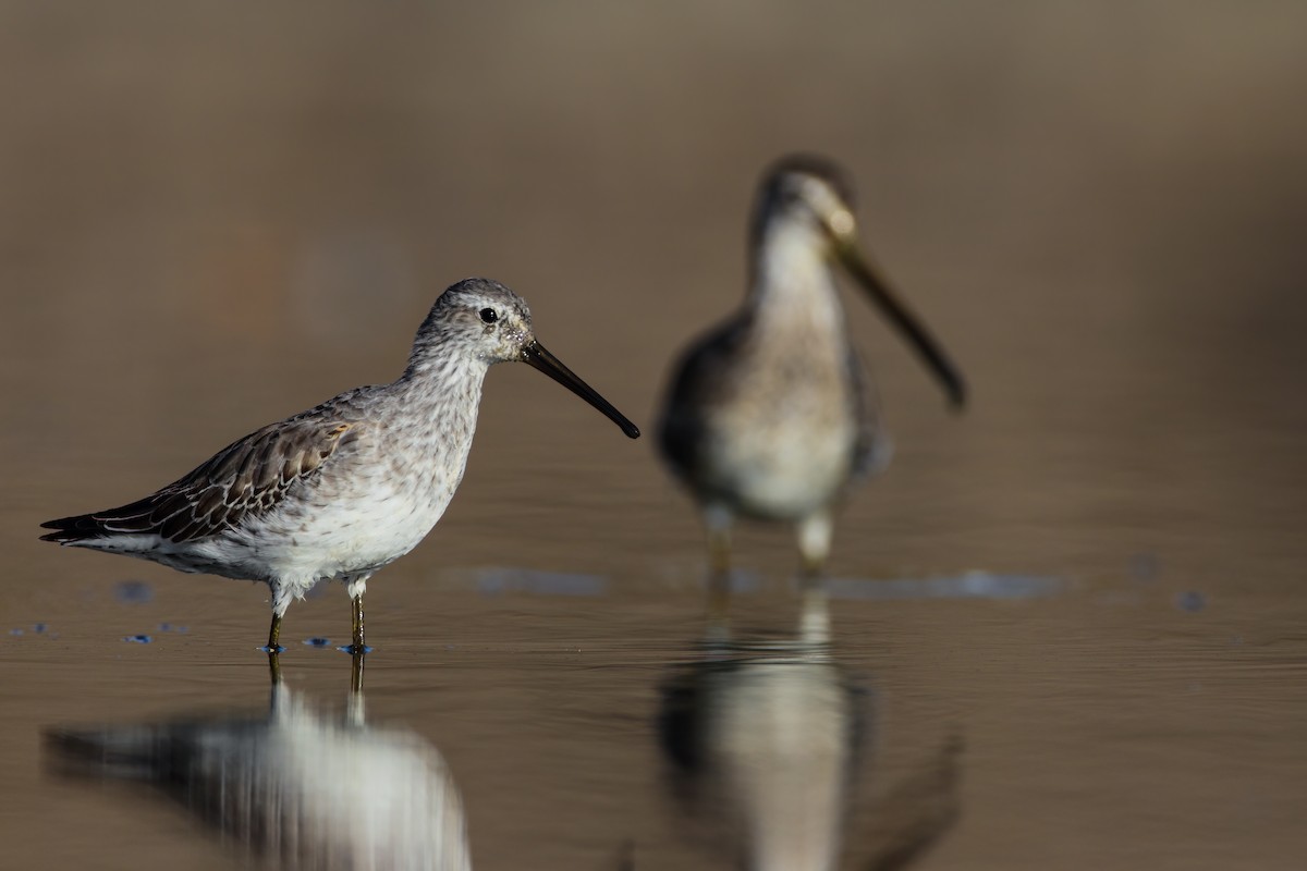 Stilt Sandpiper - ML552694141