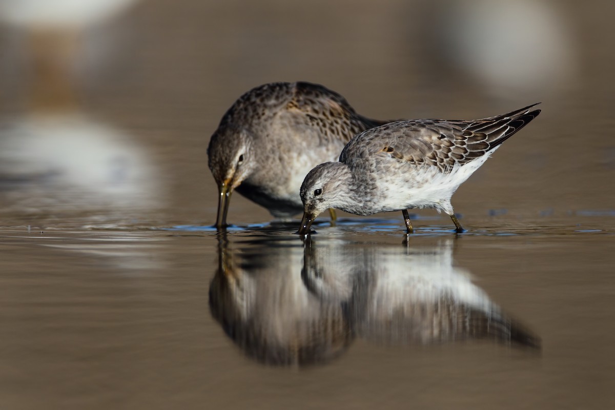 Stilt Sandpiper - Scott Carpenter